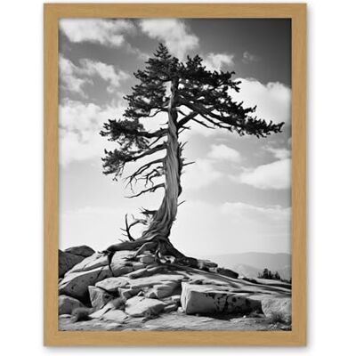 Artery8 Weathered Jeffrey Pine Standing on a Rocky Hill Black and White Photograph Lone Tree Artwork Framed Wall Art Print 18X24 Inch Artery8 Weathered Jeffrey Pine Standing on a Rocky Hill Black and White Photograph Lone Tree Artwork Framed Wall Art Print 18X24 Inch