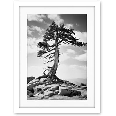 Artery8 Weathered Jeffrey Pine Standing on a Rocky Hill Black and White Photograph Lone Tree Artwork Framed Wall Art Print 18X24 Inch Artery8 Weathered Jeffrey Pine Standing on a Rocky Hill Black and White Photograph Lone Tree Artwork Framed Wall Art Print 18X24 Inch