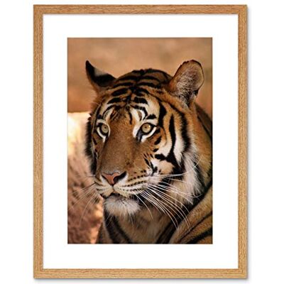 Wee Blue Coo Tiger Animal Nature Cat Art Framed Wall Art Print Wee Blue Coo Tiger Animal Nature Cat Art Framed Wall Art Print