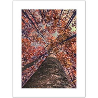 Fine Art Prints Birch Forest In Autumn Art Print Canvas Premium Wall Decor Poster Fine Art Prints Birch Forest In Autumn Art Print Canvas Premium Wall Decor Poster
