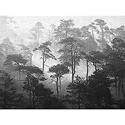Fine Art Prints Oja Lindi Nature Reserve Estonia Forest Trees Photo Unframed Wall Art Print Poster Home Decor Premium Fine Art Prints Oja Lindi Nature Reserve Estonia Forest Trees Photo Unframed Wall Art Print Poster Home Decor Premium