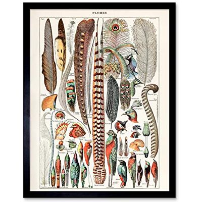 Artery8 Millot Encyclopedia Page Birds Feathers Plumage Art Print Framed Poster Wall Decor 12x16 inch Artery8 Millot Encyclopedia Page Birds Feathers Plumage Art Print Framed Poster Wall Decor 12x16 inch