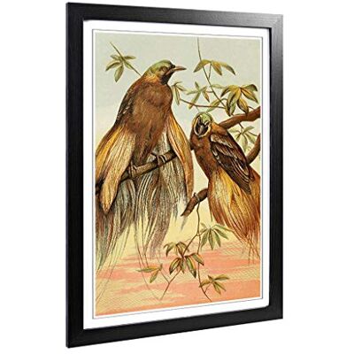 Big Box Art Framed Print of Vintage Natural History Birds of Paradise Design Wall Art Picture Home Decor for Kitchen, Living Room, Bedroom, Hallway, Black, A2 / 24.5x18 Inch / 62x45cm Big Box Art Framed Print of Vintage Natural History Birds of Paradise Design Wall Art Picture Home Decor for Kitchen, Living Room, Bedroom, Hallway, Black, A2 / 24.5x18 Inch / 62x45cm