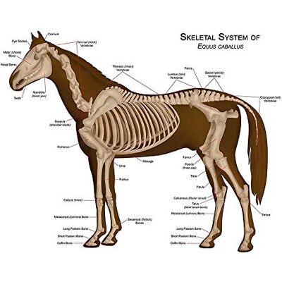 Wee Blue Coo Animals Skeleton Bones Horse Anatomy Art Print Poster Wall Decor 12X16 Inch Wee Blue Coo Animals Skeleton Bones Horse Anatomy Art Print Poster Wall Decor 12X16 Inch