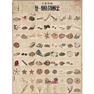 Artery8 Kato Chikusai Species of Sea Life Shellfish Japanese Premium Wall Art Canvas Print 18X24 Inch Artery8 Kato Chikusai Species of Sea Life Shellfish Japanese Premium Wall Art Canvas Print 18X24 Inch