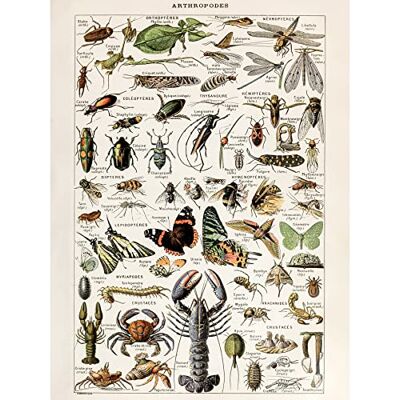 Artery8 Millot Encyclopedia Arthropods Exoskeletal Animals Unframed Wall Art Print Poster Home Decor Premium Artery8 Millot Encyclopedia Arthropods Exoskeletal Animals Unframed Wall Art Print Poster Home Decor Premium