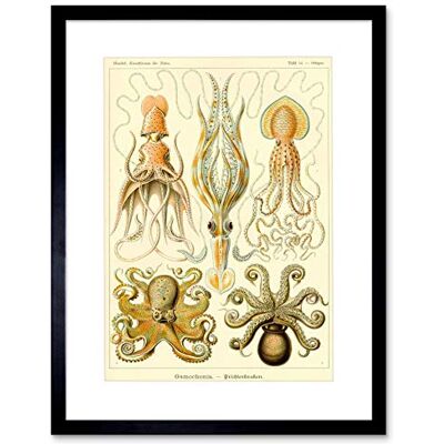 Wee Blue Coo Nature Ernst Haeckel Octopus Biology Germany Picture Framed Wall Art Print Wee Blue Coo Nature Ernst Haeckel Octopus Biology Germany Picture Framed Wall Art Print