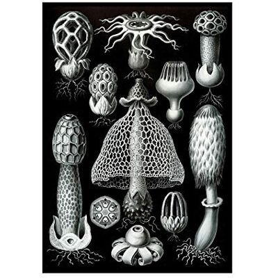 Wee Blue Coo Nature Haeckel Fungus Mushroom Toadstool Picture Wall Art Print Wee Blue Coo Nature Haeckel Fungus Mushroom Toadstool Picture Wall Art Print