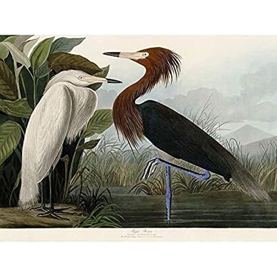 Artery8 Audubon Birds Purple Heron Painting Art Print Canvas Premium Wall Decor Poster Mural Artery8 Audubon Birds Purple Heron Painting Art Print Canvas Premium Wall Decor Poster Mural