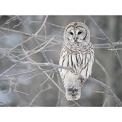 Fine Art Prints Mdf Barred Owl Bird Tree Nature Photo Art Print Canvas Premium Wall Decor Poster Mural Fine Art Prints Mdf Barred Owl Bird Tree Nature Photo Art Print Canvas Premium Wall Decor Poster Mural