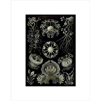 Wee Blue Coo Nature Ernst Haeckel Plankton Sea Biology Germany Vintage Art Wall Art Print Wee Blue Coo Nature Ernst Haeckel Plankton Sea Biology Germany Vintage Art Wall Art Print