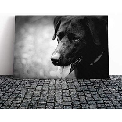 Big Box Art Black Labrador Dog Canvas Print Gallery Wrapped 30mm Frame Wall Art 24x16 inches Ready to Hang Modern Animals Picture Living Room Bedroom Lounge Office Big Box Art Black Labrador Dog Canvas Print Gallery Wrapped 30mm Frame Wall Art 24x16 inches Ready to Hang Modern Animals Picture Living Room Bedroom Lounge Office