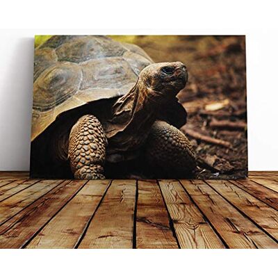 Big Box Art Tortoise Turtle Canvas Print Gallery Wrapped 30mm Frame Wall Art 30x20 inches Ready to Hang Modern Animals Picture Living Room Bedroom Lounge Office Big Box Art Tortoise Turtle Canvas Print Gallery Wrapped 30mm Frame Wall Art 30x20 inches Ready to Hang Modern Animals Picture Living Room Bedroom Lounge Office