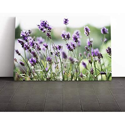 Big Box Art Canvas Print Wall Art Flower Purple Lavender (1) Mounted and Stretched Box Frame Picture Home Decor for Kitchen, Living, Dining Room, Bedroom, Hallway, Multi-Colour, 20x14 Inch Big Box Art Canvas Print Wall Art Flower Purple Lavender (1) Mounted and Stretched Box Frame Picture Home Decor for Kitchen, Living, Dining Room, Bedroom, Hallway, Multi-Colour, 20x14 Inch
