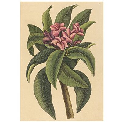 Wee Blue Coo Painting Nature Orchid Catesby Plumeria Rubra Wall Art Print Wee Blue Coo Painting Nature Orchid Catesby Plumeria Rubra Wall Art Print