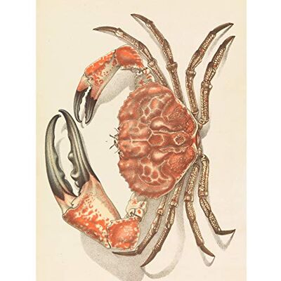 Fine Art Prints John James Wild Tasmanian Giant Crab Pseudocarcinus Gigas Large Wall Art Print Canvas Premium Poster Mural Fine Art Prints John James Wild Tasmanian Giant Crab Pseudocarcinus Gigas Large Wall Art Print Canvas Premium Poster Mural