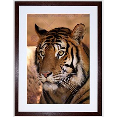 Wee Blue Coo Tiger Animal Nature Cat Art Framed Wall Art Print Wee Blue Coo Tiger Animal Nature Cat Art Framed Wall Art Print