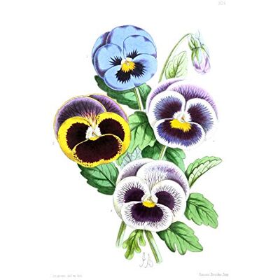 Fine Art Prints Flower Pansies Viola Illustration Large Wall Art Print Canvas Premium Poster Fine Art Prints Flower Pansies Viola Illustration Large Wall Art Print Canvas Premium Poster