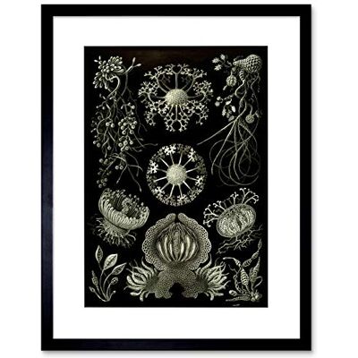 Wee Blue Coo NATURE ERNST HAECKEL PLANKTON SEA BIOLOGY GERMANY VINTAGE ART PRINT B12X2841 Wee Blue Coo NATURE ERNST HAECKEL PLANKTON SEA BIOLOGY GERMANY VINTAGE ART PRINT B12X2841