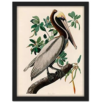 Artery8 Audubon Birds America Brown Pelican Artwork Framed Wall Art Print 18X24 Inch Artery8 Audubon Birds America Brown Pelican Artwork Framed Wall Art Print 18X24 Inch