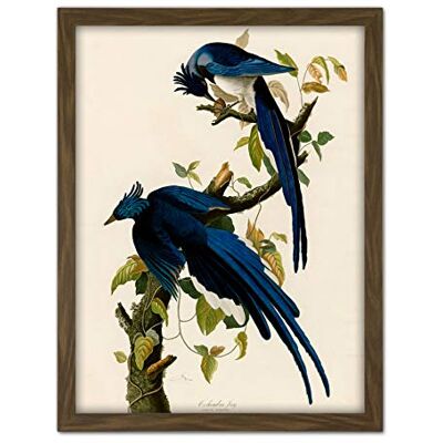 Artery8 Audubon Birds Columbia Jay Painting Artwork Framed Wall Art Print 18X24 Inch Artery8 Audubon Birds Columbia Jay Painting Artwork Framed Wall Art Print 18X24 Inch