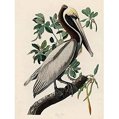 Artery8 Audubon Birds America Brown Pelican Art Print Canvas Premium Wall Decor Poster Mural Artery8 Audubon Birds America Brown Pelican Art Print Canvas Premium Wall Decor Poster Mural