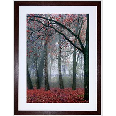 Wee Blue Coo Nature Forest Tree Autumn Fall Beautiful Red Framed Wall Art Print Wee Blue Coo Nature Forest Tree Autumn Fall Beautiful Red Framed Wall Art Print