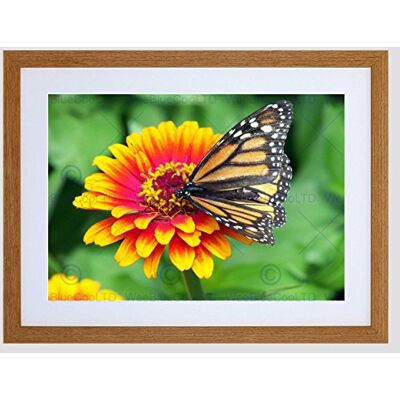 Wee Blue Coo Nature Butterfly Monarch Flower Pollen Insect Framed Wall Art Print Wee Blue Coo Nature Butterfly Monarch Flower Pollen Insect Framed Wall Art Print