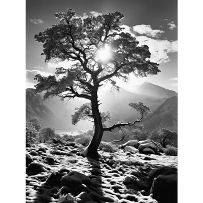 Artery8 Frozen Tree Outline in Mountain Forest Landscape Covered in Snow Black and White Photograph Winter Sunshine Extra Large XL Wall Art Poster Print Artery8 Frozen Tree Outline in Mountain Forest Landscape Covered in Snow Black and White Photograph Winter Sunshine Extra Large XL Wall Art Poster Print