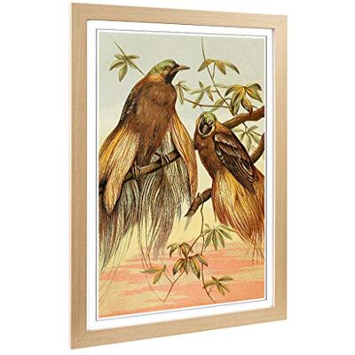 Big Box Art Framed Print of Vintage Natural History Birds of Paradise Design Wall Art Picture Home Decor for Kitchen, Living Room, Bedroom, Hallway, Oak, A2 / 24.5x18 Inch / 62x45cm Big Box Art Framed Print of Vintage Natural History Birds of Paradise Design Wall Art Picture Home Decor for Kitchen, Living Room, Bedroom, Hallway, Oak, A2 / 24.5x18 Inch / 62x45cm