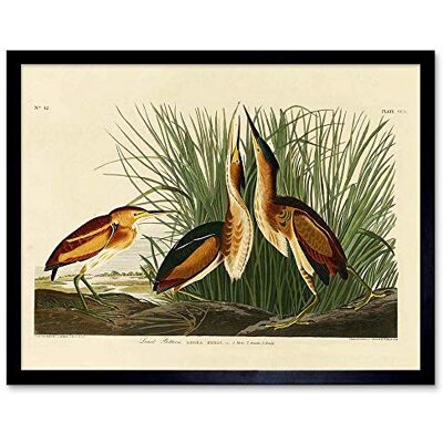 Wee Blue Coo Painting Book Page Birds America Audubon Bittern Art Print Framed Poster Wall Decor 12X16 Inch Wee Blue Coo Painting Book Page Birds America Audubon Bittern Art Print Framed Poster Wall Decor 12X16 Inch