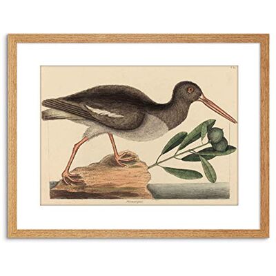Wee Blue Coo PAINTING NATURE BIRD CATESBY OYSTER CATCHER FRAMED PRINT F97X4010 Wee Blue Coo PAINTING NATURE BIRD CATESBY OYSTER CATCHER FRAMED PRINT F97X4010