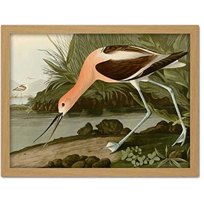Artery8 Audubon Birds America American Avocet Artwork Framed Wall Art Print 18X24 Inch Artery8 Audubon Birds America American Avocet Artwork Framed Wall Art Print 18X24 Inch