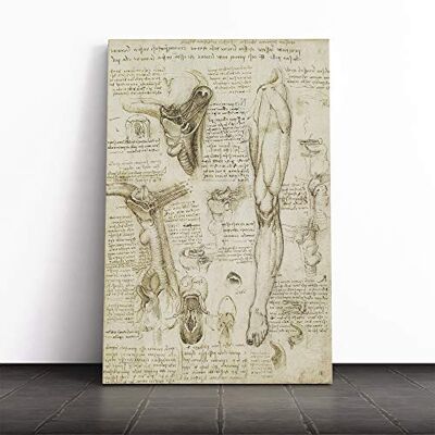 Big Box Art Leonardo Da Vinci Anatomy Canvas Wall Art Print 24x16 Inch Big Box Art Leonardo Da Vinci Anatomy Canvas Wall Art Print 24x16 Inch