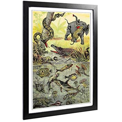 Big Box Art Framed Print of Vintage Animals. Reptiles & Fish of The Tropics Design Wall Art Picture Home Decor for Kitchen, Living Room, Bedroom, Hallway, Black, A2 / 24.5x18 Inch / 62x45cm Big Box Art Framed Print of Vintage Animals. Reptiles & Fish of The Tropics Design Wall Art Picture Home Decor for Kitchen, Living Room, Bedroom, Hallway, Black, A2 / 24.5x18 Inch / 62x45cm