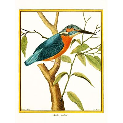 Fine Art Prints Bird Common Kingfisher Martin Pecheur Large Wall Art Print Canvas Premium Poster Fine Art Prints Bird Common Kingfisher Martin Pecheur Large Wall Art Print Canvas Premium Poster