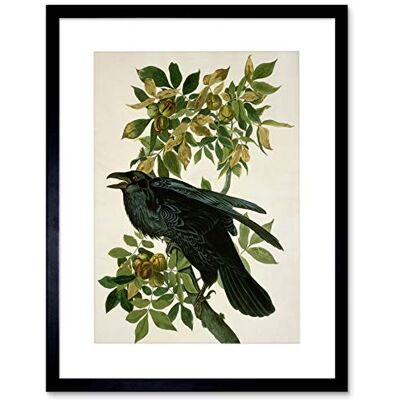 Wee Blue Coo Painting Nature Animal Bird Audubon Raven Framed Wall Art Print Wee Blue Coo Painting Nature Animal Bird Audubon Raven Framed Wall Art Print