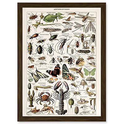 Artery8 Millot Encyclopedia - A4 - framed - Wall art print Artery8 Millot Encyclopedia - A4 - framed - Wall art print