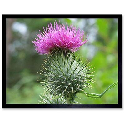 Wee Blue Coo Nature Scottish Thistle Head Art Print Framed Poster Wall Decor 12X16 Inch Wee Blue Coo Nature Scottish Thistle Head Art Print Framed Poster Wall Decor 12X16 Inch