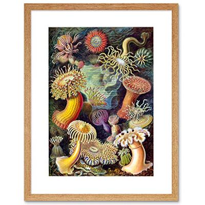 Wee Blue Coo Nature Biology Anemone Ernst Haeckel Germany Vintage Framed Wall Art Print Wee Blue Coo Nature Biology Anemone Ernst Haeckel Germany Vintage Framed Wall Art Print