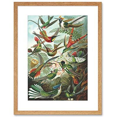 Wee Blue Coo Nature Biology Bird Humming Ernst Haeckel Germany Vintage Art Framed Wall Art Print Wee Blue Coo Nature Biology Bird Humming Ernst Haeckel Germany Vintage Art Framed Wall Art Print