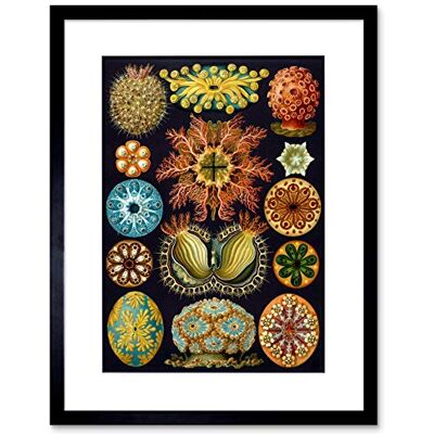 Wee Blue Coo Nature Haeckel Ernst Plankton Sea Biology Germany Vintage Art Framed Wall Art Print Wee Blue Coo Nature Haeckel Ernst Plankton Sea Biology Germany Vintage Art Framed Wall Art Print