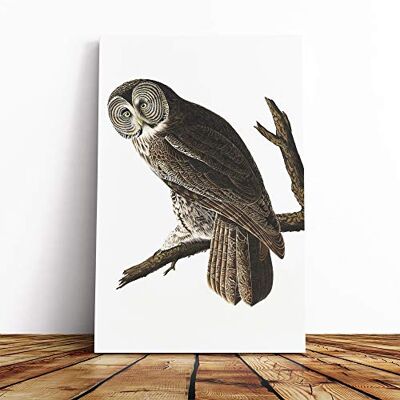 Big Box Art John James Audubon Cinereous Owl Canvas Print Gallery Wrapped 30mm Frame Wall Art 24x16 inches Ready to Hang Modern Animals Picture Living Room Bedroom Lounge Office Big Box Art John James Audubon Cinereous Owl Canvas Print Gallery Wrapped 30mm Frame Wall Art 24x16 inches Ready to Hang Modern Animals Picture Living Room Bedroom Lounge Office
