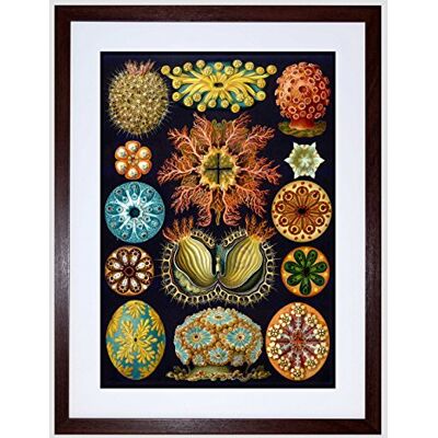 Wee Blue Coo Nature Haeckel Ernst Plankton Sea Biology Germany Vintage Art Framed Wall Art Print Wee Blue Coo Nature Haeckel Ernst Plankton Sea Biology Germany Vintage Art Framed Wall Art Print