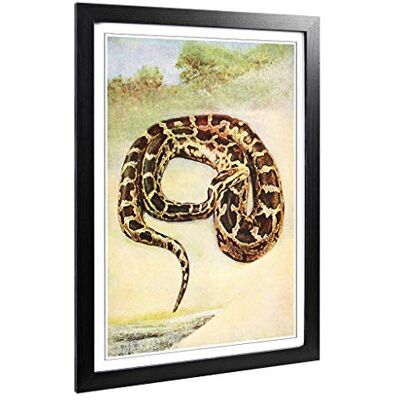 Big Box Art Framed Print of Vintage Birds of Other Lands 1917 Cobra Design Wall Art Picture Home Decor for Kitchen, Living Room, Bedroom, Hallway, Black, A2 / 24.5x18 Inch / 62x45cm Big Box Art Framed Print of Vintage Birds of Other Lands 1917 Cobra Design Wall Art Picture Home Decor for Kitchen, Living Room, Bedroom, Hallway, Black, A2 / 24.5x18 Inch / 62x45cm