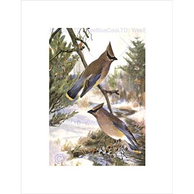 Wee Blue Coo Painting Animal Cedar Waxwing Birds Winter Horsfall Wall Art Print Wee Blue Coo Painting Animal Cedar Waxwing Birds Winter Horsfall Wall Art Print