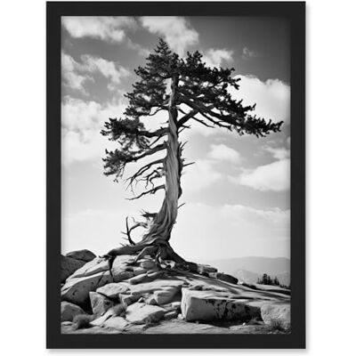 Artery8 Weathered Jeffrey Pine Standing on a Rocky Hill Black and White Photograph Lone Tree Artwork Framed A3 Wall Art Print Artery8 Weathered Jeffrey Pine Standing on a Rocky Hill Black and White Photograph Lone Tree Artwork Framed A3 Wall Art Print
