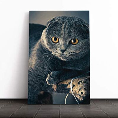 Big Box Art Scottish Fold Cat Canvas Print Gallery Wrapped 30mm Frame Wall Art 30x20 inches Ready to Hang Modern Animals Picture Living Room Bedroom Lounge Office Big Box Art Scottish Fold Cat Canvas Print Gallery Wrapped 30mm Frame Wall Art 30x20 inches Ready to Hang Modern Animals Picture Living Room Bedroom Lounge Office