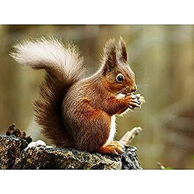 Fine Art Prints Trimming Red Squirrel Eating Forest Nature Photo Unframed Wall Art Print Poster Home Decor Premium Fine Art Prints Trimming Red Squirrel Eating Forest Nature Photo Unframed Wall Art Print Poster Home Decor Premium