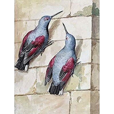 Artery8 Schouman Wallcreeper Birds Blue Purple Drawing Art Print Canvas Premium Wall Decor Poster Mural Artery8 Schouman Wallcreeper Birds Blue Purple Drawing Art Print Canvas Premium Wall Decor Poster Mural